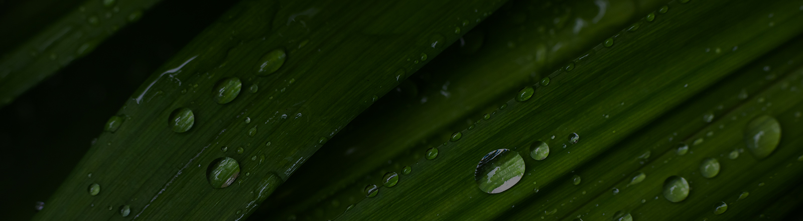 Lighting the way to smarter green bond investments <br>Acuity’s comprehensive green bond analysis framework